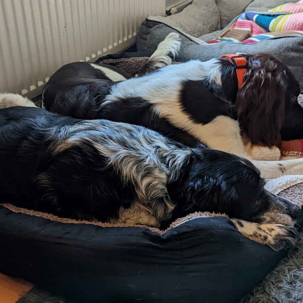Two dogs resting together