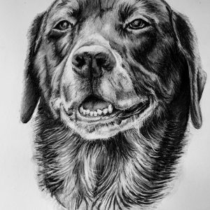 Wax crayon pet portrait