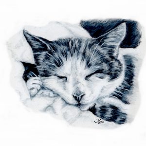 Sleepy Furballs greetings card